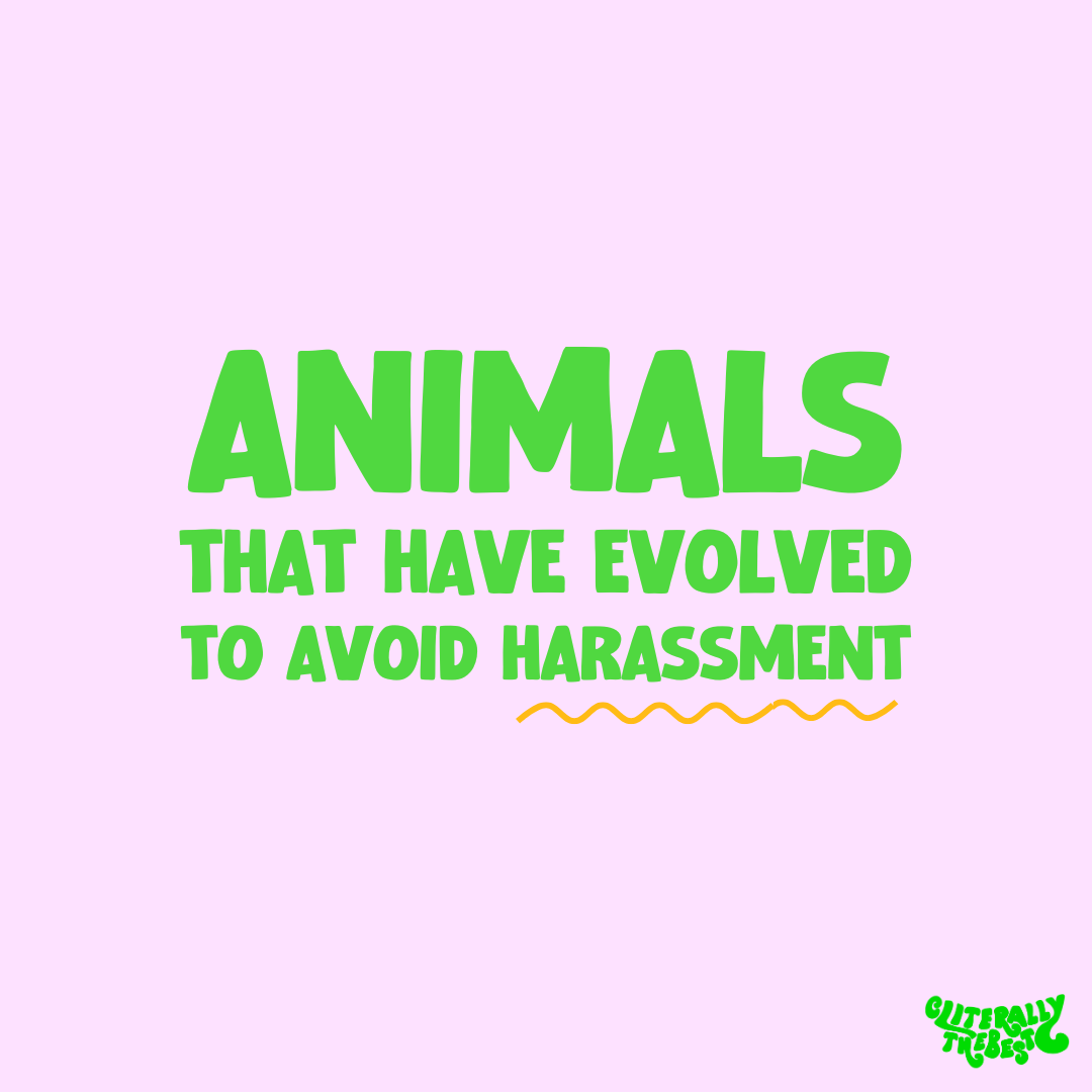 Animals that have evolved to avoid harassment