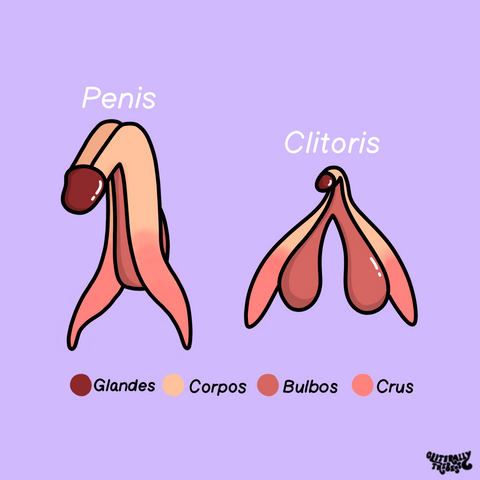 Sexual Anatomy 101