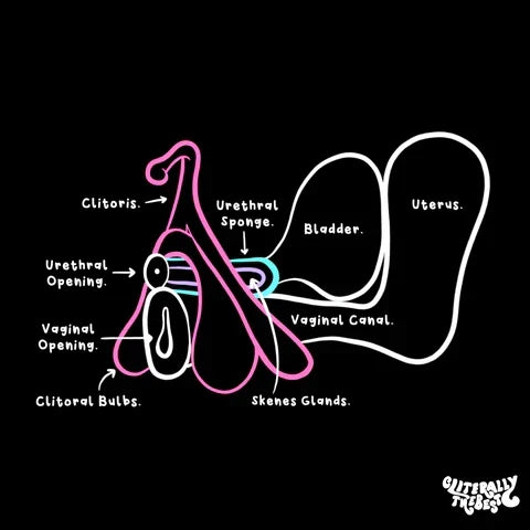 G-spot explained: the real anatomy behind the myth (and the science of squirting)