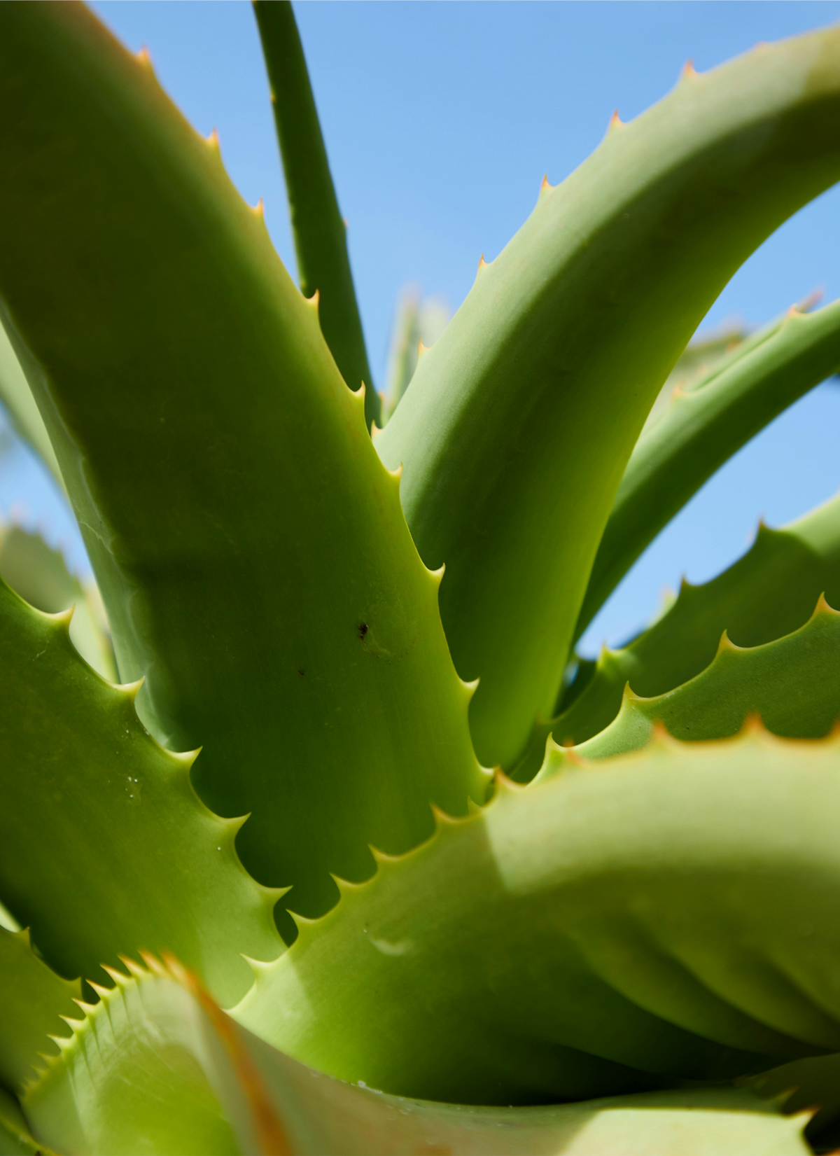 The Benefits of Aloe Vera Lubricant: A Natural Soothing Option for Sensitive Skin